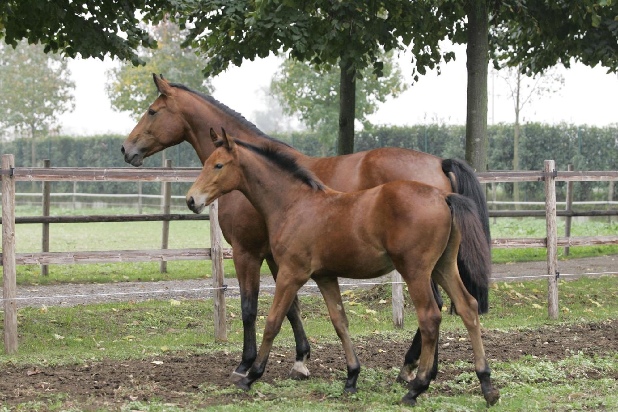San Giacomo Horses & Agriturismo Arluno Dış mekan fotoğraf