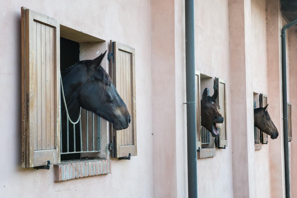 San Giacomo Horses & Agriturismo Arluno Dış mekan fotoğraf