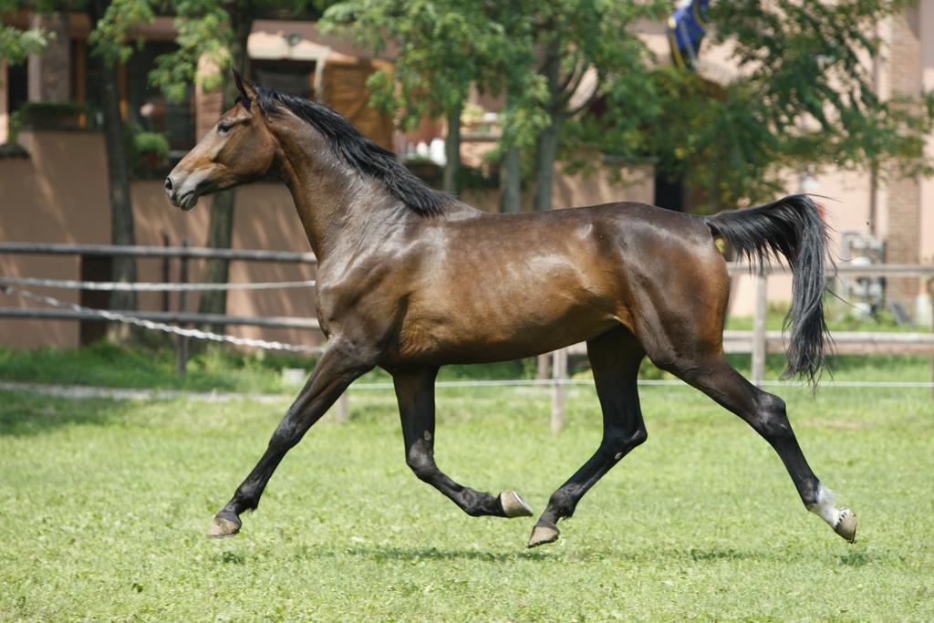 San Giacomo Horses & Agriturismo Arluno Dış mekan fotoğraf