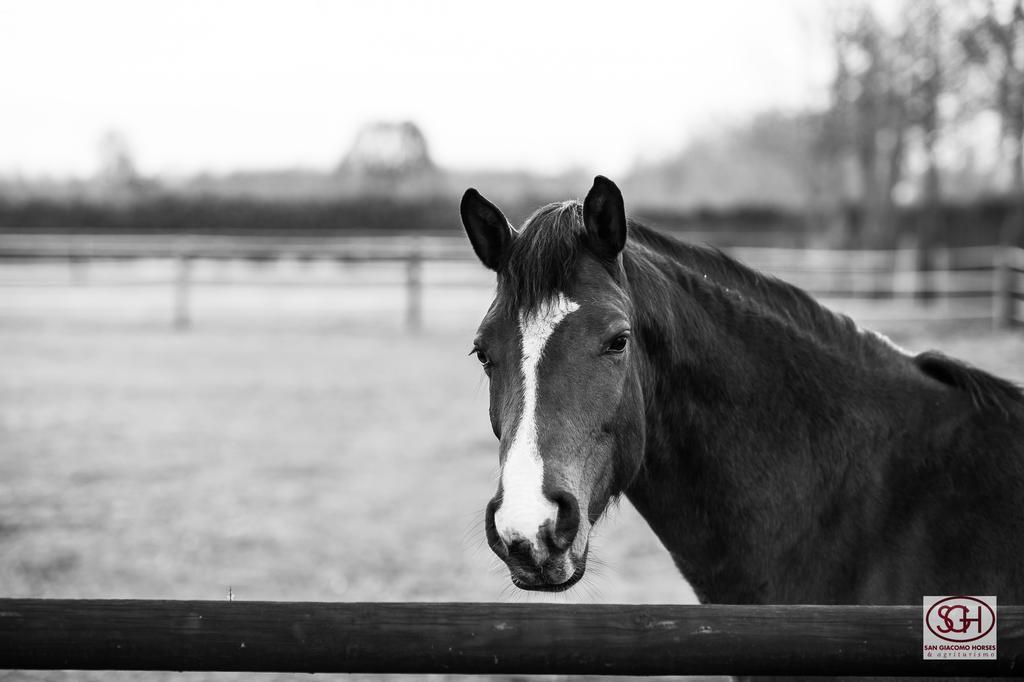 San Giacomo Horses & Agriturismo Arluno Dış mekan fotoğraf