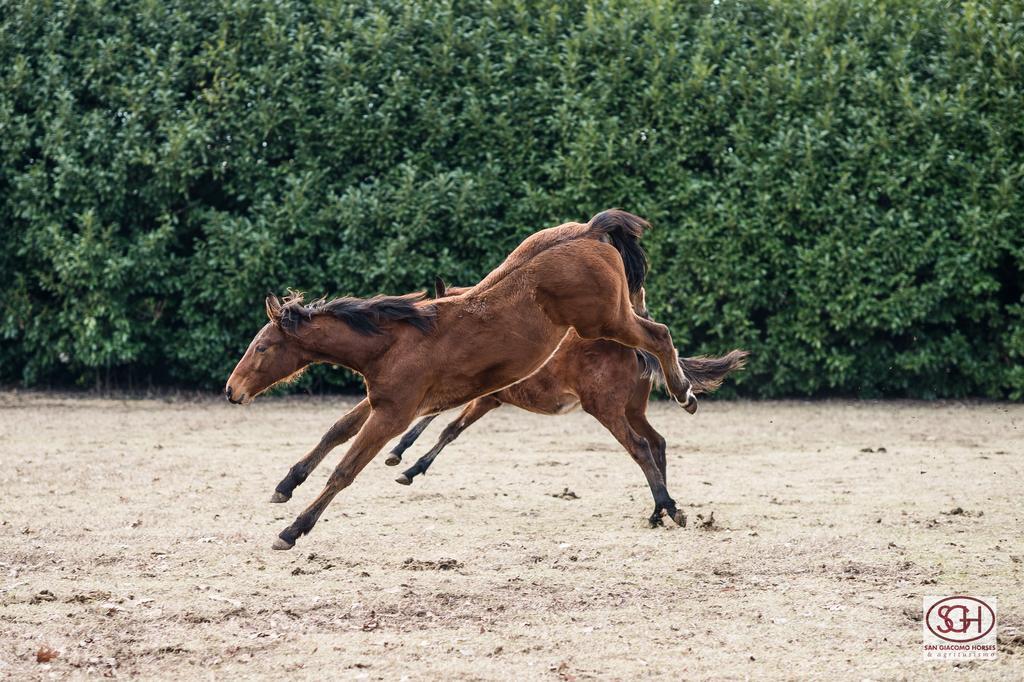 San Giacomo Horses & Agriturismo Arluno Dış mekan fotoğraf