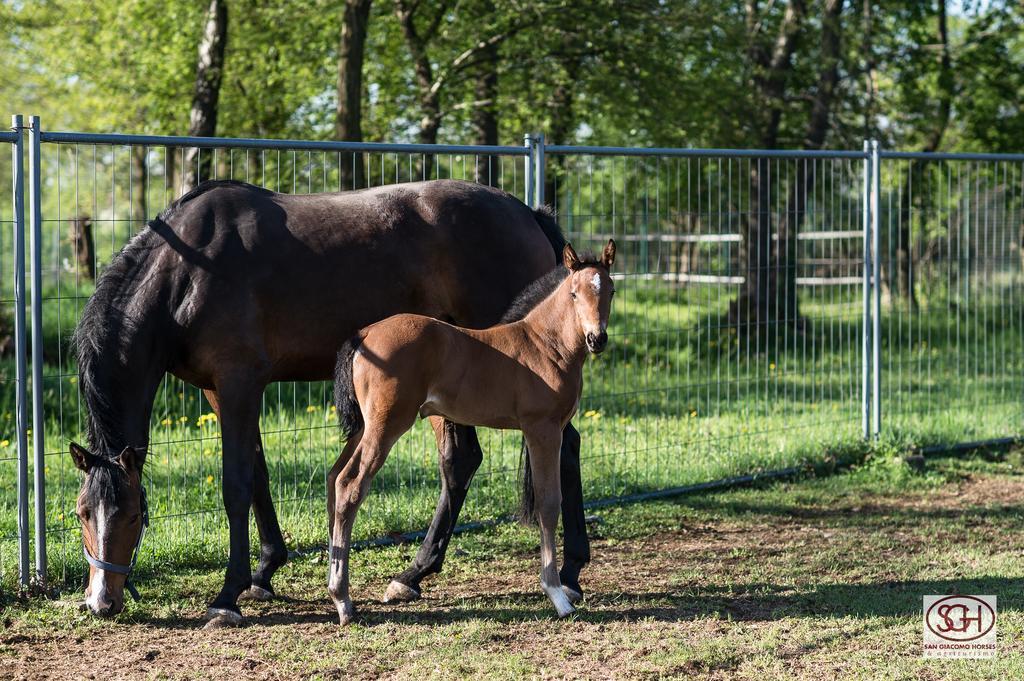 San Giacomo Horses & Agriturismo Arluno Dış mekan fotoğraf