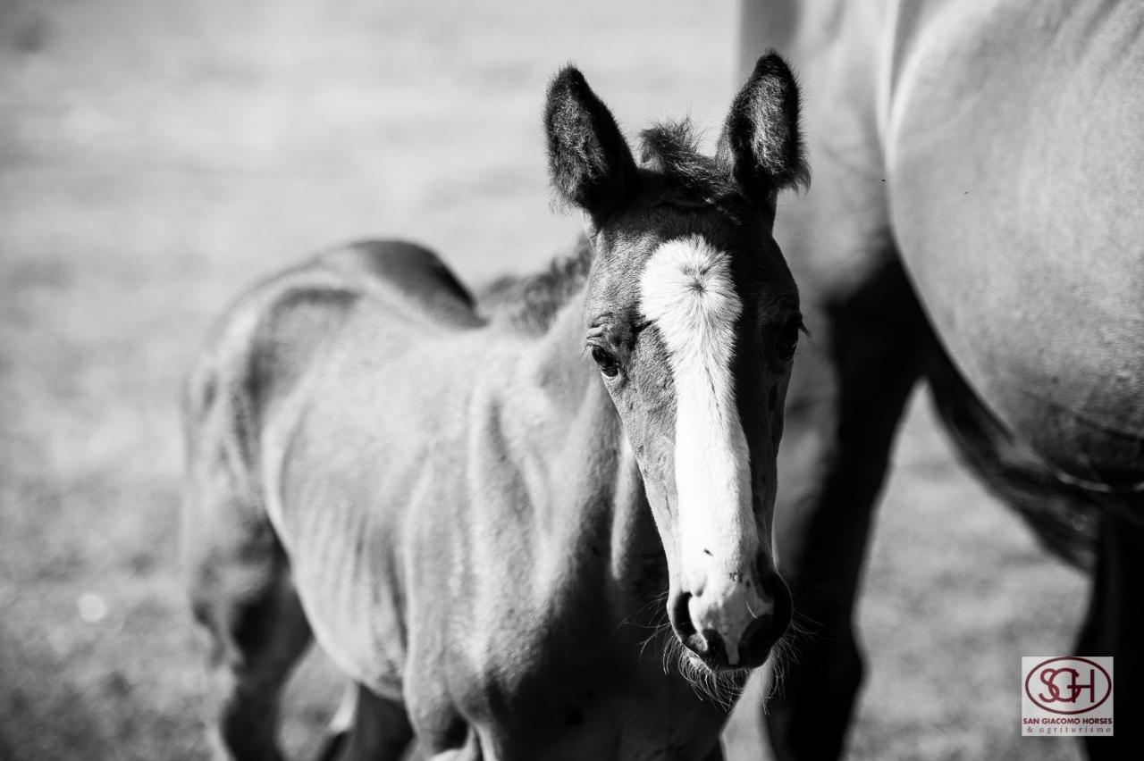 San Giacomo Horses & Agriturismo Arluno Dış mekan fotoğraf